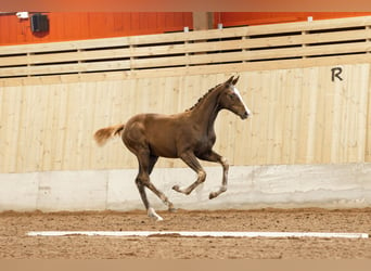 Svedese da Sella, Giumenta, 2 Anni, 165 cm, Sauro scuro