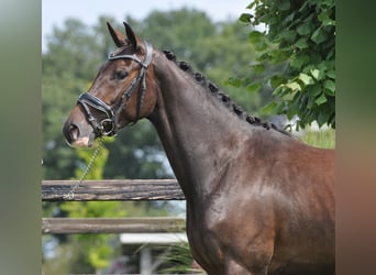 Svedese da Sella, Giumenta, 3 Anni, 155 cm, Baio scuro