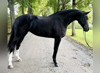 Svedese da Sella, Giumenta, 4 Anni, 177 cm, Morello