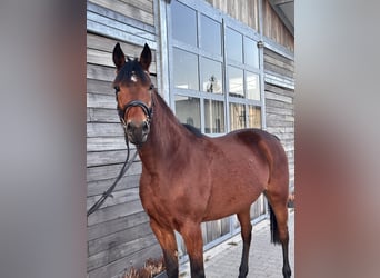 Svedese da Sella Mix, Giumenta, 5 Anni, 155 cm, Baio