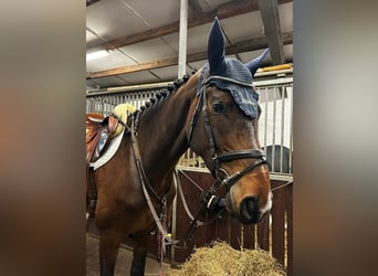 Svedese da Sella, Giumenta, 5 Anni, 172 cm, Baio