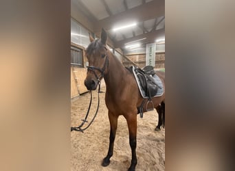 Svedese da Sella Mix, Giumenta, 6 Anni, 157 cm, Baio