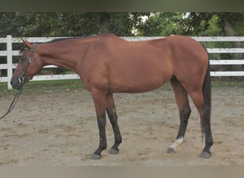 Svedese da Sella, Giumenta, 6 Anni, 157 cm, Baio ciliegia