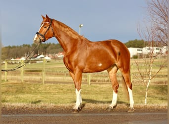 Svedese da Sella, Giumenta, 6 Anni, 175 cm, Sauro scuro