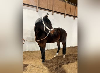 Svedese da Sella, Giumenta, 7 Anni, 165 cm, Baio nero