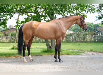 Svedese da Sella, Giumenta, 8 Anni, 166 cm, Baio