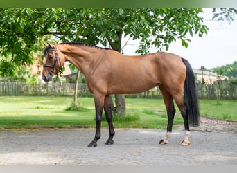 Svedese da Sella, Giumenta, 8 Anni, 166 cm, Baio