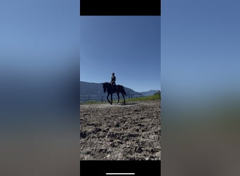 Svedese da Sella Mix, Giumenta, 9 Anni, 165 cm, Baio