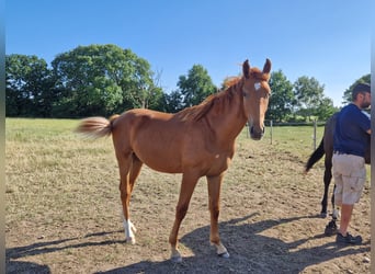 Svedese da Sella, Stallone, 1 Anno, 150 cm, Sauro ciliegia
