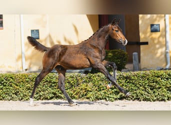 Svedese da Sella, Stallone, Puledri (04/2026), Baio scuro