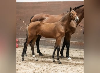 Svenskt varmblod, Hingst, 1 år, Brun