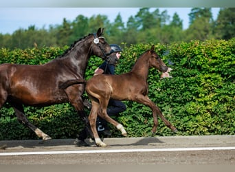 Schwedisches Warmblut, Hengst, Fohlen (06/2024), 168 cm, Dunkelbrauner