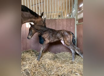 Svenskt varmblod, Hingst, Föl (05/2023), 170 cm, Brun