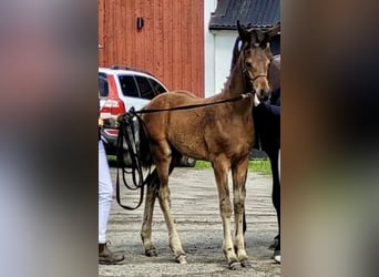 Svenskt varmblod, Hingst, Föl (05/2023), 170 cm, Brun