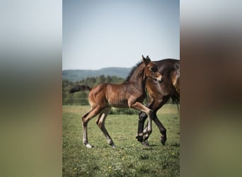 Svenskt varmblod, Hingst, Föl (05/2024), Brun