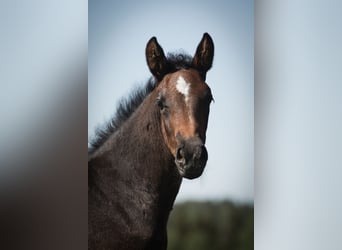 Svenskt varmblod, Hingst, Föl (04/2024), Mörkbrun