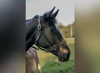 Svenskt varmblod, Sto, 2 år, 168 cm, Black