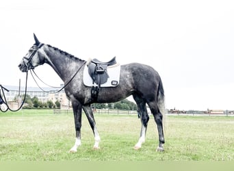 Svenskt varmblod, Sto, 5 år, 173 cm, Grå