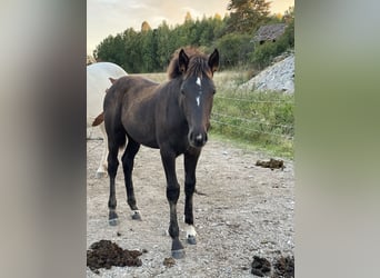 Schwedisches Warmblut, Stute, Fohlen (05/2024), 170 cm, Dunkelbrauner