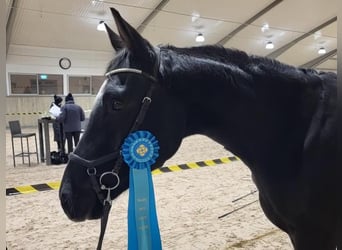 Svenskt varmblod, Valack, 2 år, 170 cm, Svart