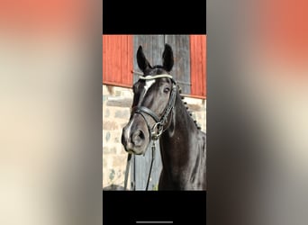 Schwedisches Warmblut, Wallach, 3 Jahre, 172 cm, Rappe