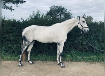 Svenskt varmblod, Valack, 7 år, 170 cm, Gråskimmel