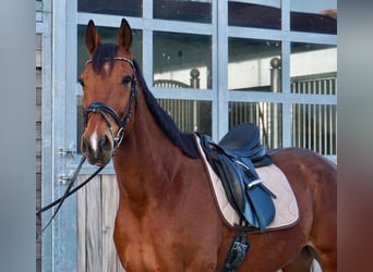Swedish Warmblood Mix, Gelding, 10 years, 15,3 hh, Brown-Light