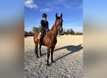 Swedish Warmblood Mix, Gelding, 10 years, 16 hh, Brown-Light