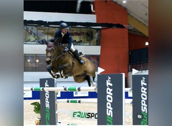 Swedish Warmblood, Gelding, 10 years, 16,2 hh, Brown