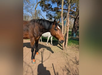 Swedish Warmblood, Gelding, 11 years, 15.3 hh, Brown