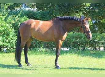 Swedish Warmblood, Gelding, 11 years, 17 hh, Brown