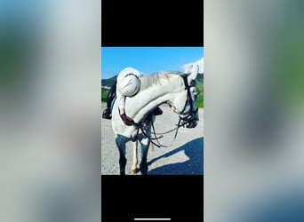 Swedish Warmblood, Gelding, 12 years, 16,1 hh, Gray