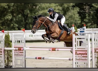 Swedish Warmblood, Gelding, 14 years, 16.1 hh, Brown