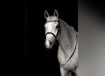 Swedish Warmblood, Gelding, 14 years, 16,2 hh, Grey