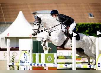 Swedish Warmblood, Gelding, 14 years, 16,2 hh, Grey