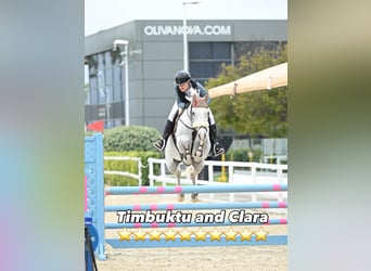 Swedish Warmblood, Gelding, 14 years, 16,2 hh, Grey