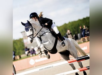 Swedish Warmblood, Gelding, 14 years, 16,2 hh, Grey