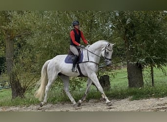 Swedish Warmblood, Gelding, 14 years, 18 hh, Grey