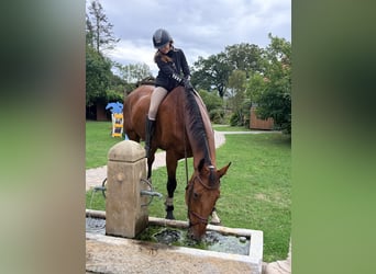 Swedish Warmblood, Gelding, 15 years, 17 hh, Brown