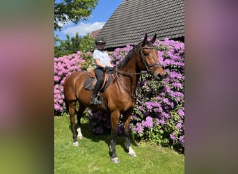 Swedish Warmblood, Gelding, 15 years, 17 hh, Brown