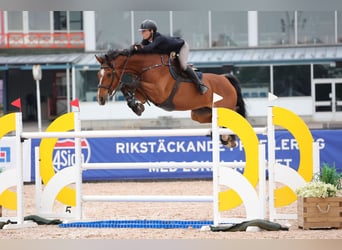 Swedish Warmblood, Gelding, 15 years, 17 hh, Brown