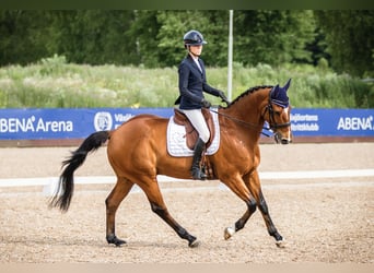 Swedish Warmblood, Gelding, 16 years, 16.2 hh, Brown