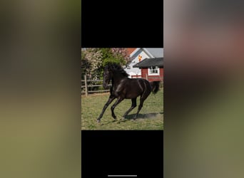 Swedish Warmblood, Gelding, 2 years, 16,1 hh, Bay-Dark