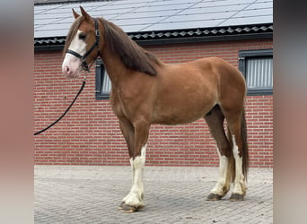 Swedish Warmblood, Gelding, 3 years, 15.1 hh, Chestnut