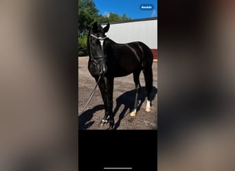 Schwedisches Warmblut, Wallach, 3 Jahre, 16,3 hh, Rappe