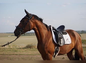 Swedish Warmblood Mix, Gelding, 4 years, 15,3 hh, Brown