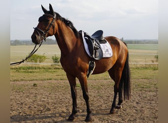 Swedish Warmblood Mix, Gelding, 4 years, 15,3 hh, Brown