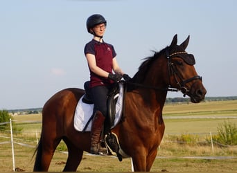 Swedish Warmblood Mix, Gelding, 4 years, 15,3 hh, Brown
