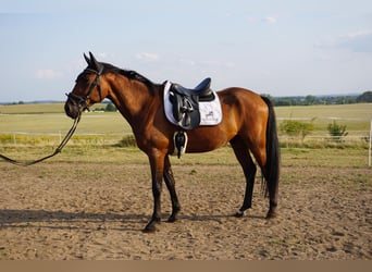Swedish Warmblood Mix, Gelding, 4 years, 15,3 hh, Brown