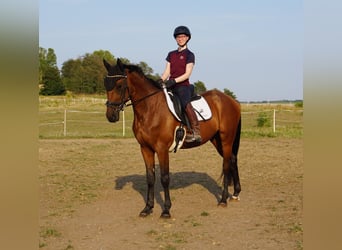 Swedish Warmblood Mix, Gelding, 4 years, 15,3 hh, Brown